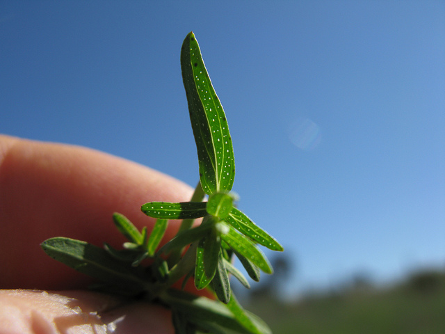Millepertuis perforé