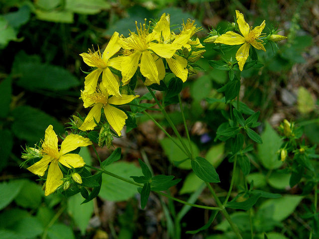 Millepertuis perforé