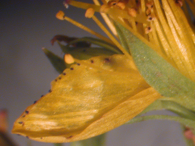 Millepertuis perforé