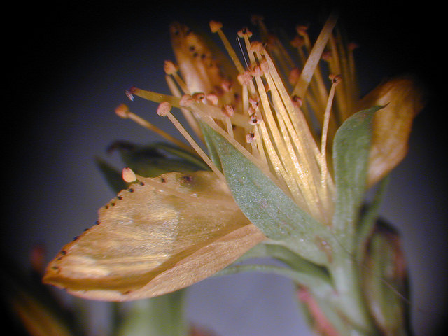 Millepertuis perforé