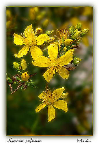 Millepertuis perforé