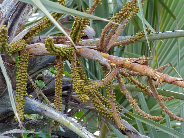 Hyphaene coriacea (Hyphaene coriacea)