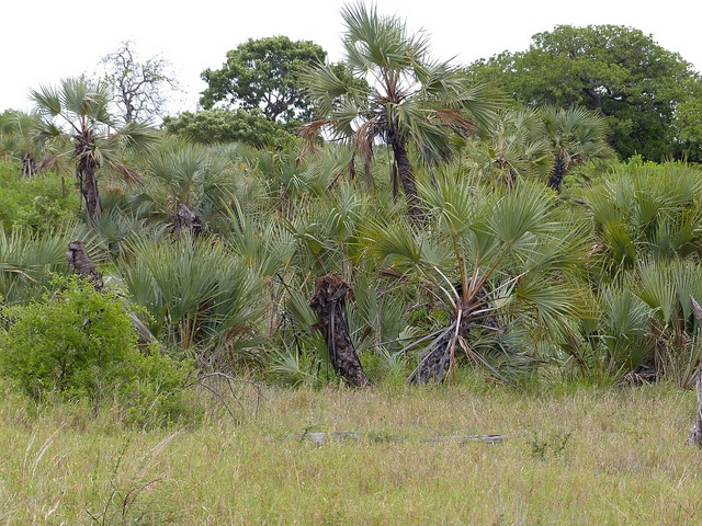 Hyphaene petersiana
