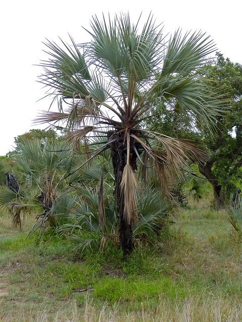 Hyphaene petersiana