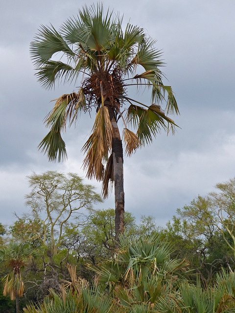 Hyphaene petersiana