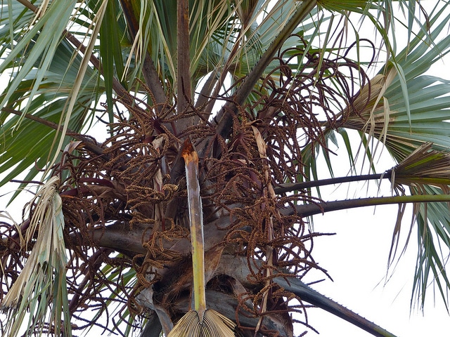 Hyphaene petersiana