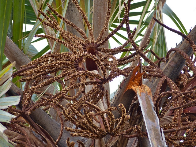 Hyphaene petersiana