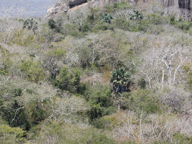 Hyphaene petersiana (Hyphaene petersiana)