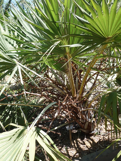Hyphaene thebaica