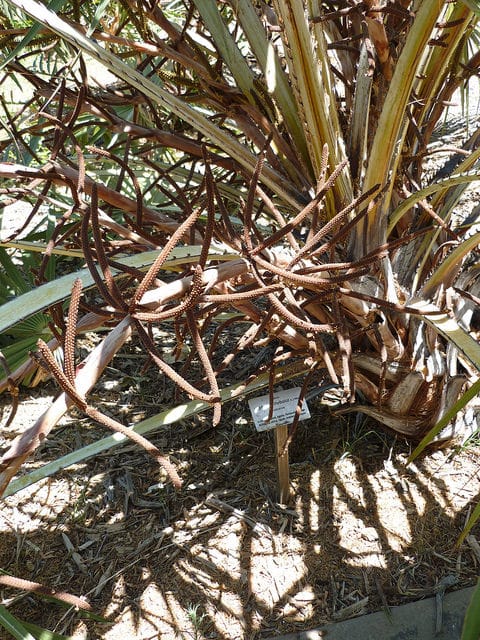 Hyphaene thebaica