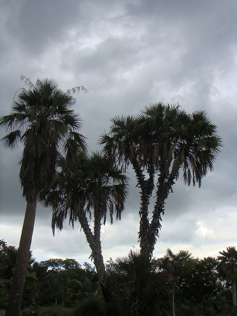 Hyphaene thebaica