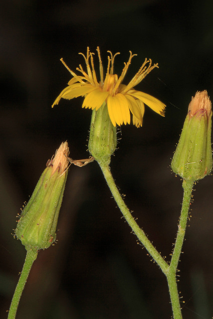 Porcelle à feuilles tachées (Hypochaeris maculata)