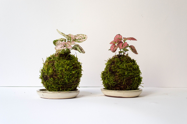 Plante aux éphélides