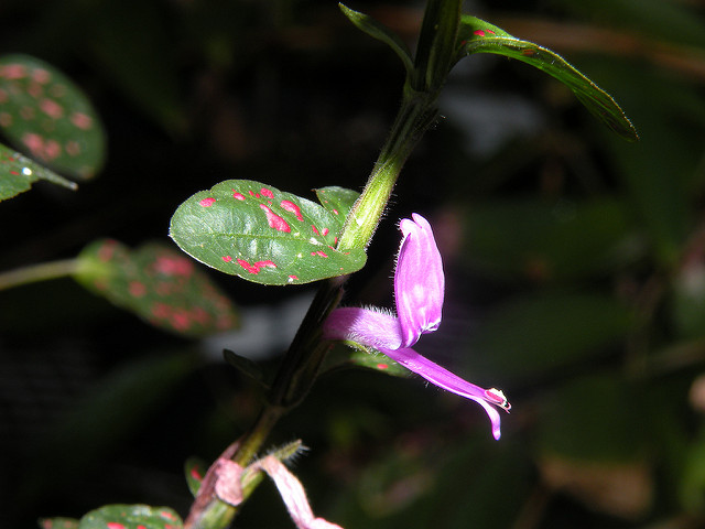 Plante aux éphélides
