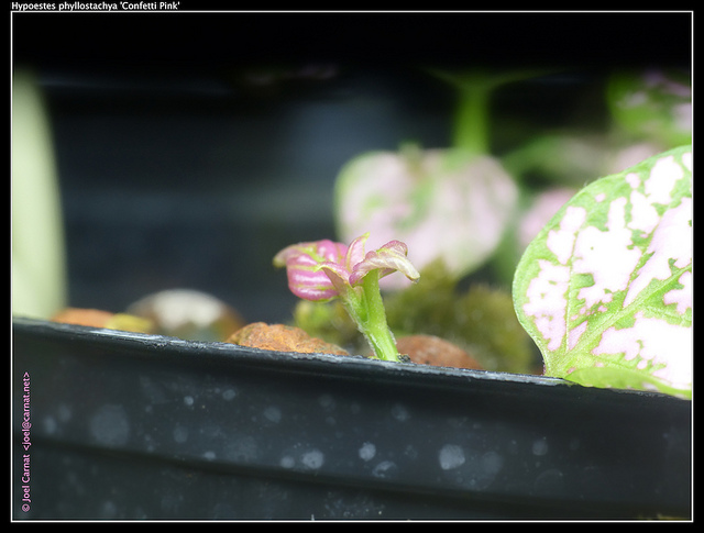 Plante aux éphélides (Hypoestes phyllostachya)