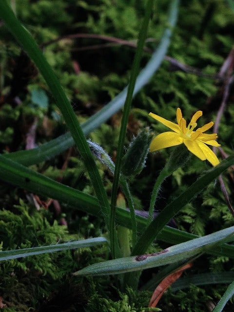 Hypoxis hirsuta (Hypoxis hirsuta)