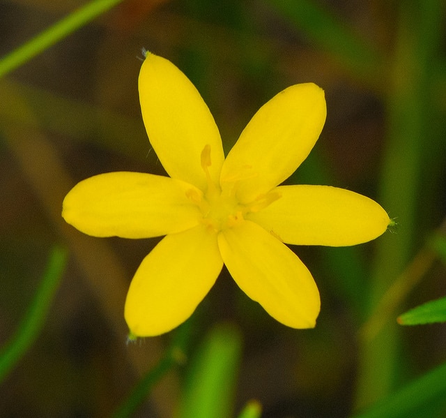 Hypoxis hirsuta