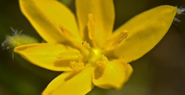 Hypoxis hirsuta