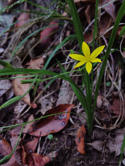 Hypoxis hirsuta