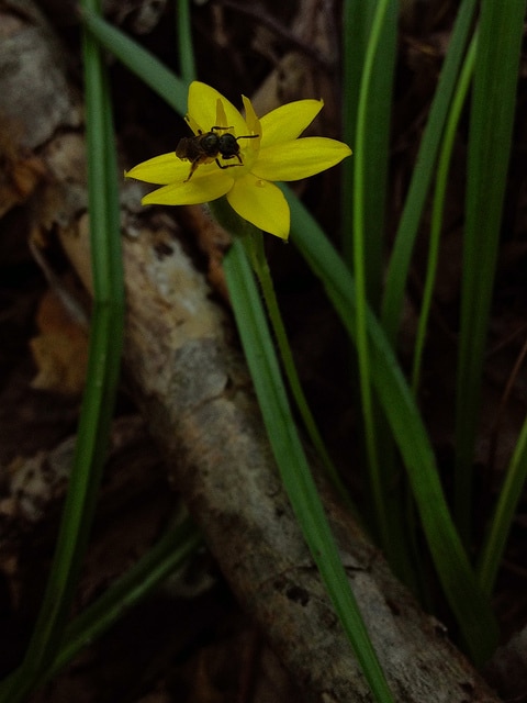 Hypoxis hirsuta