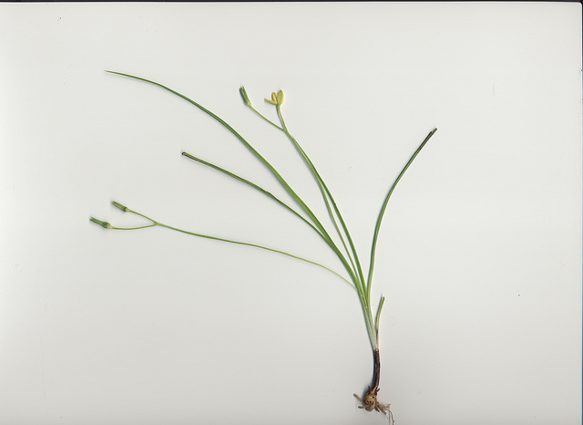 Hypoxis hygrometrica