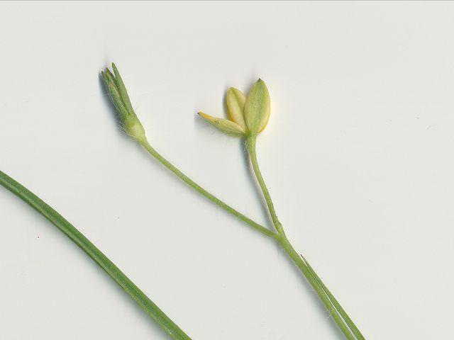 Hypoxis hygrometrica
