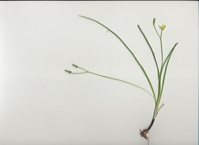 Hypoxis hygrometrica