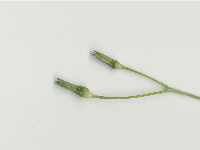Hypoxis hygrometrica