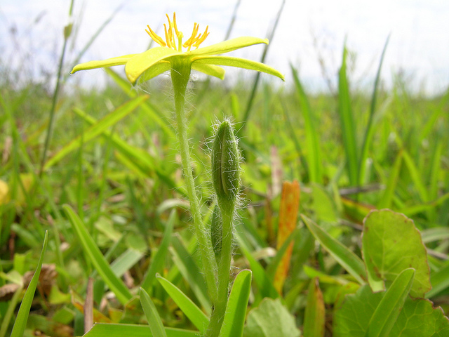 Hypoxis hygrometrica (Hypoxis hygrometrica)