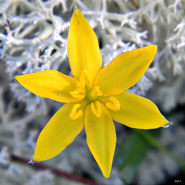 Hypoxis juncea (Hypoxis juncea)
