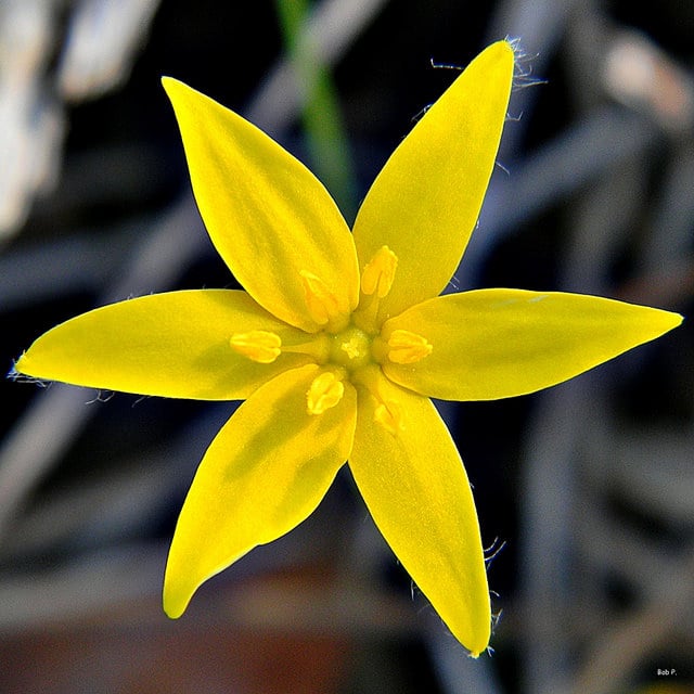 Hypoxis juncea