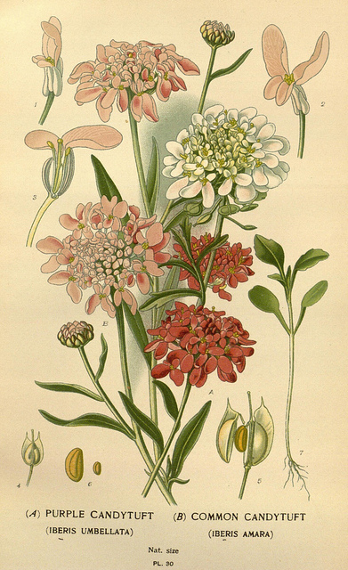 Ibéris amer