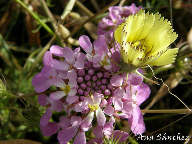Ibéris des rochers (Iberis saxatilis)