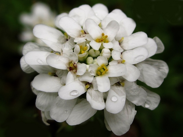Iberis semperflorens