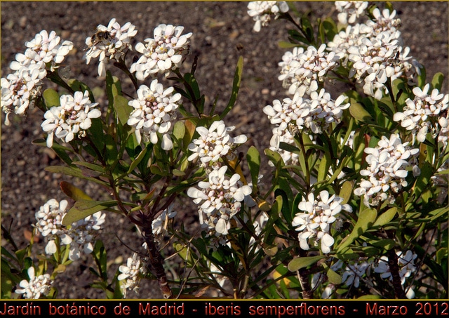 Iberis semperflorens (Iberis semperflorens)