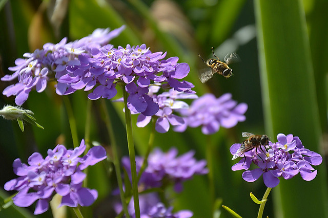 Ibéris en ombelle (Iberis umbellata)