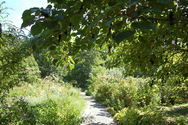 Idesia polycarpa