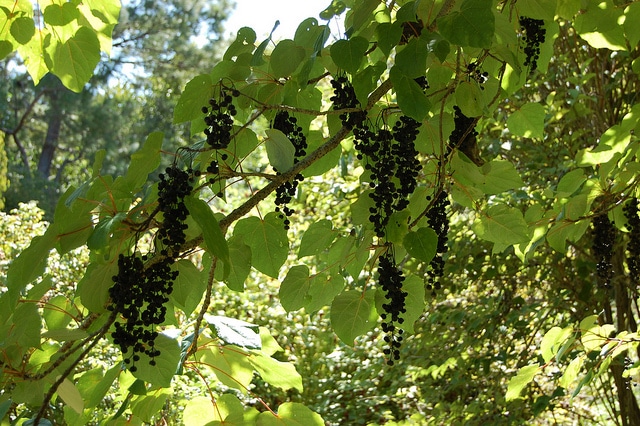 Idesia polycarpa