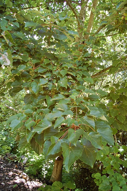 Idesia polycarpa