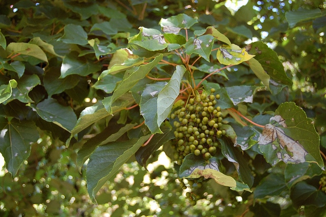 Idesia polycarpa