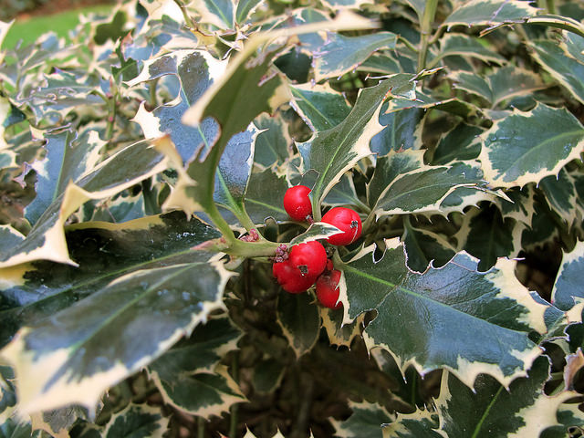 Houx (Ilex aquifolium)