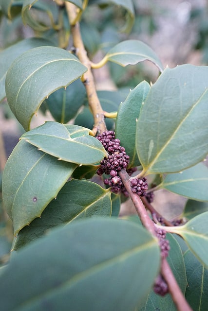 Ilex ciliospinosa