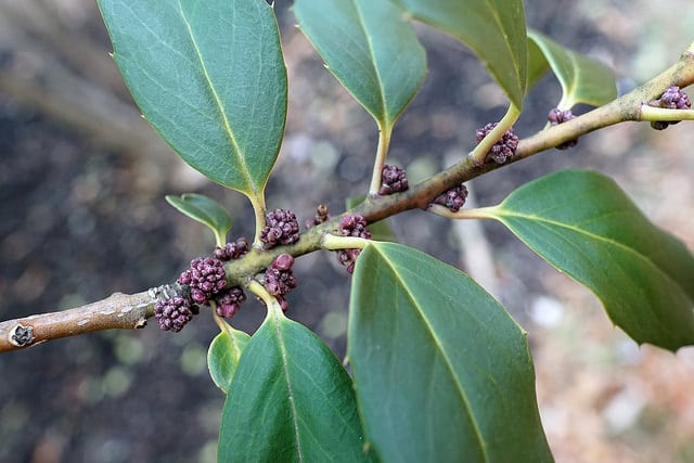 Ilex ciliospinosa (Ilex ciliospinosa)