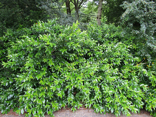 Ilex colchica