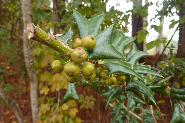 Houx cornu