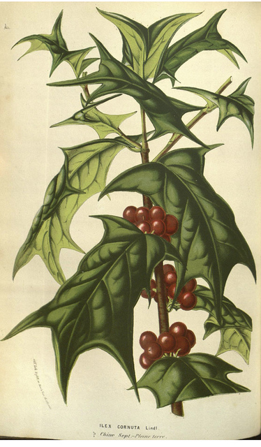 Houx cornu
