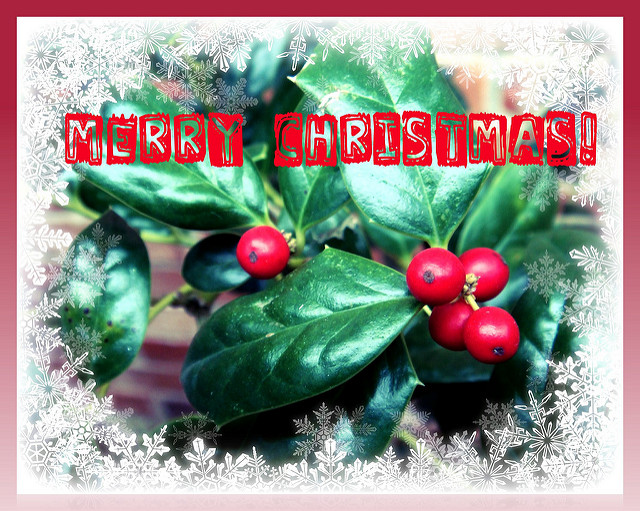 Houx cornu (Ilex cornuta)