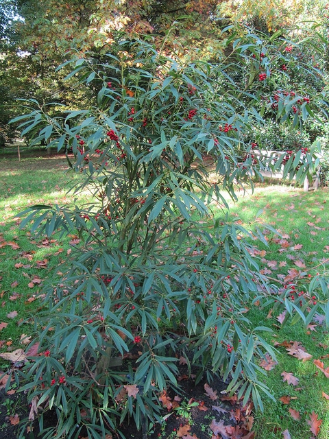 Ilex fargesii