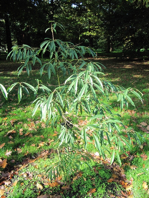 Ilex fargesii