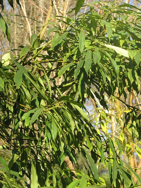Ilex fargesii